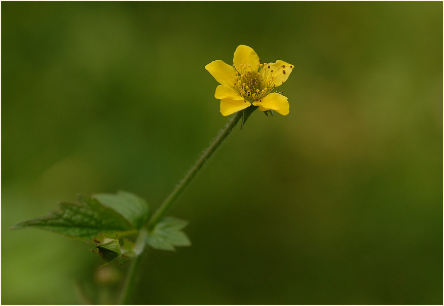 Echte Nelkenwurz (Geum urbanum)