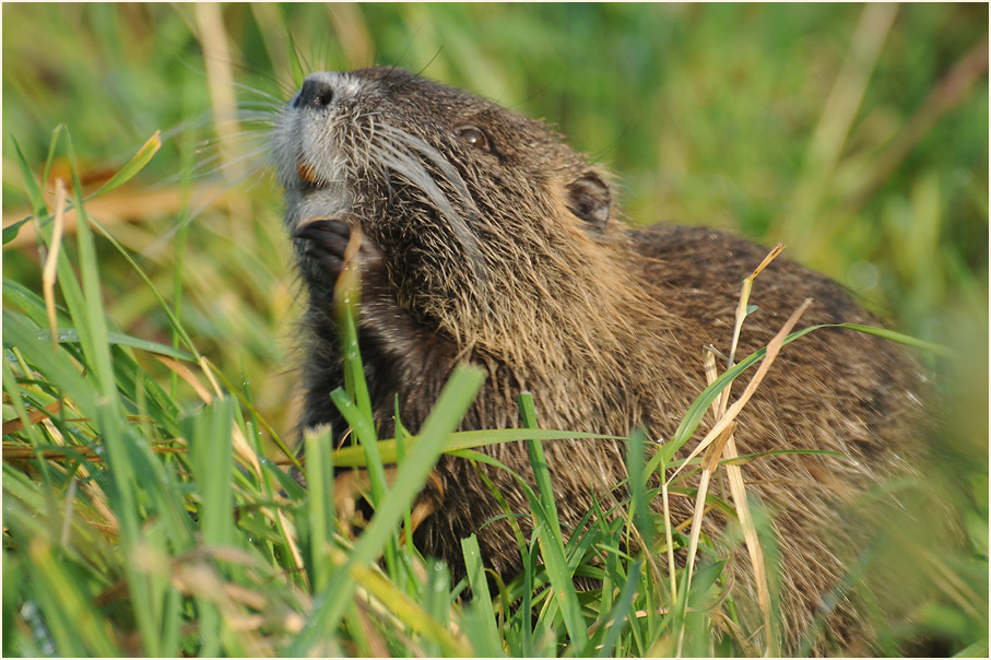 Nutria