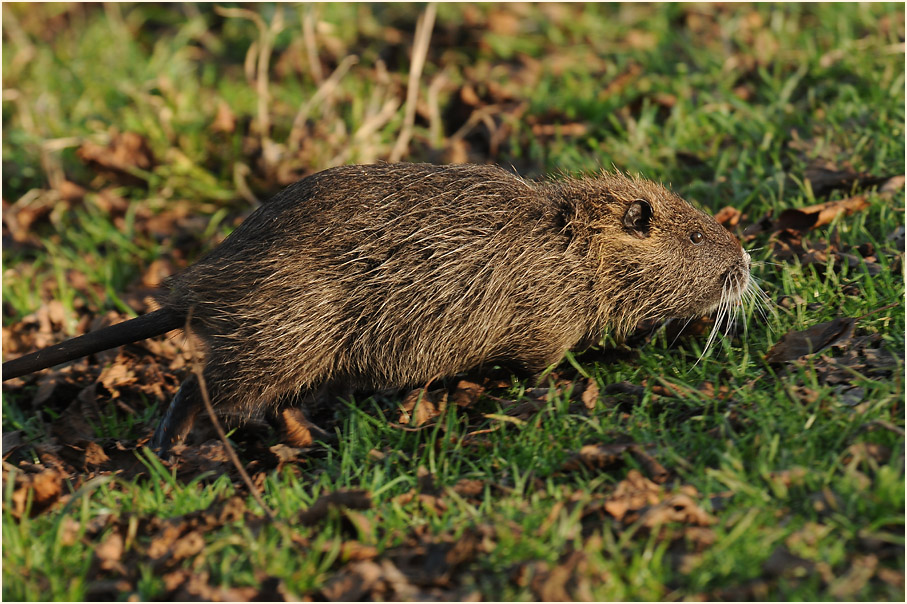 Nutria