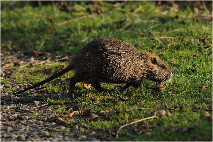 Nutria