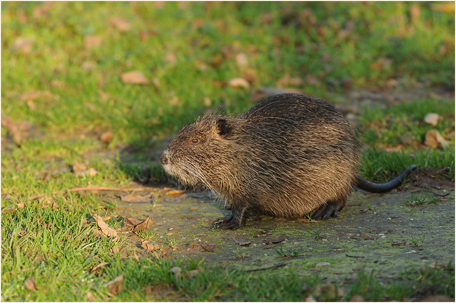 Nutria
