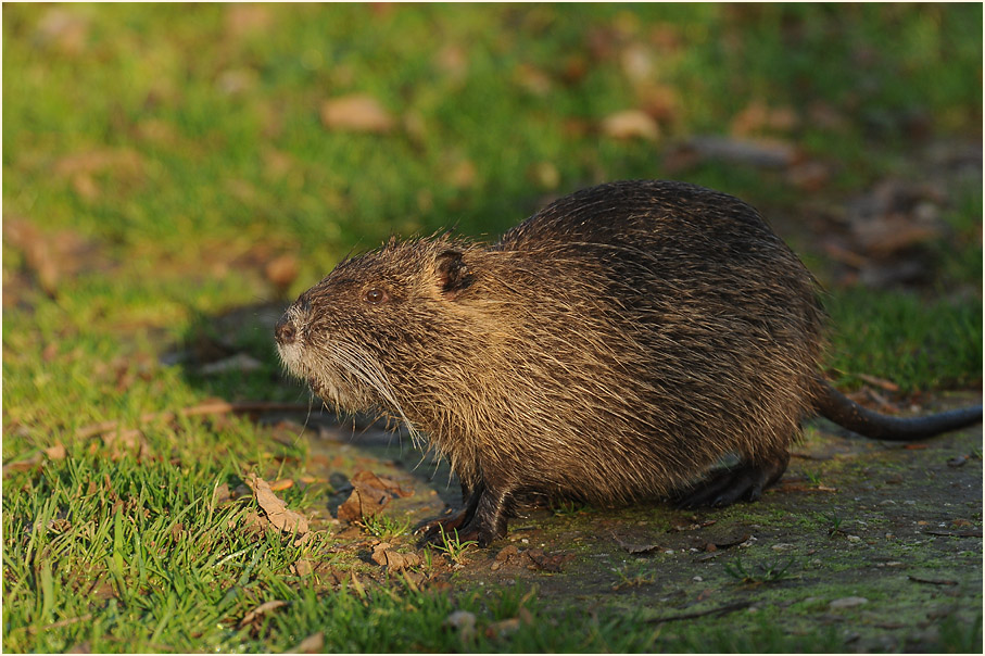 Nutria