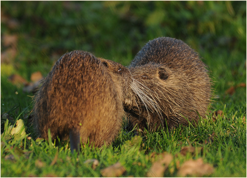 Nutria