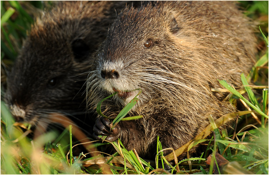 Nutria