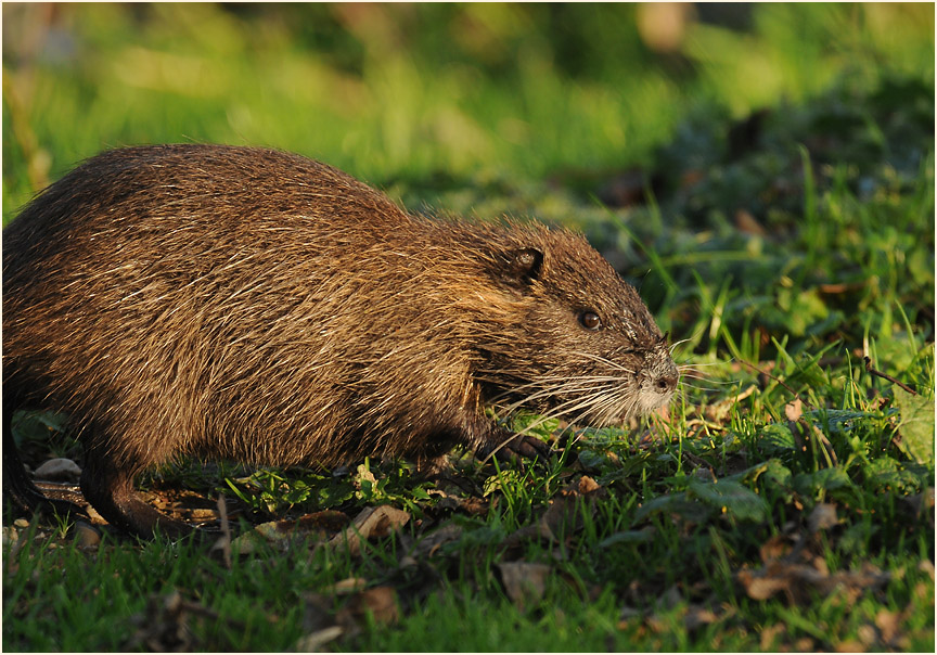 Nutria