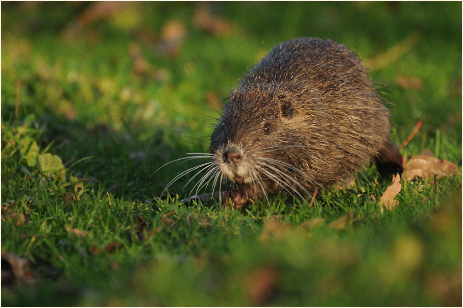 Nutria