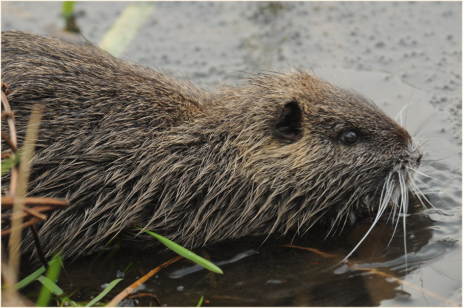 Nutria