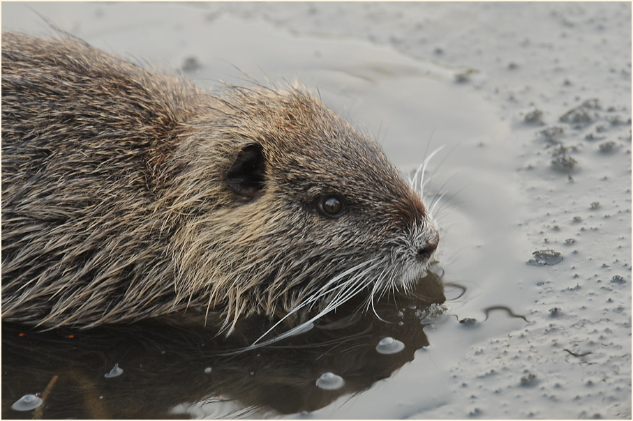 Nutria