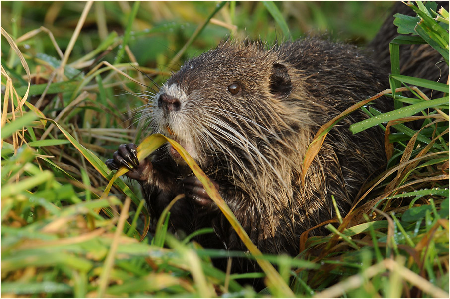 Nutria