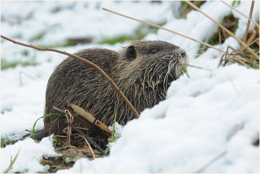Nutria
