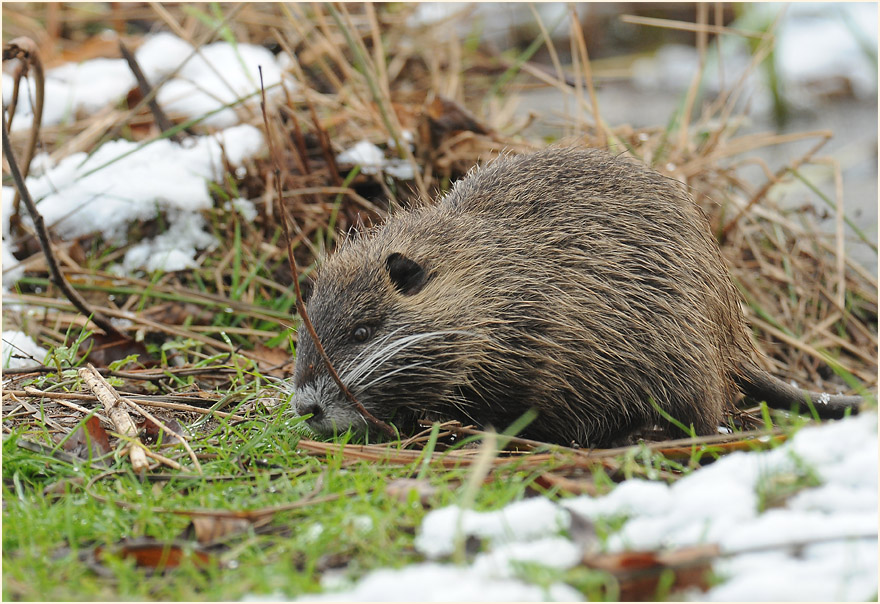 Nutria