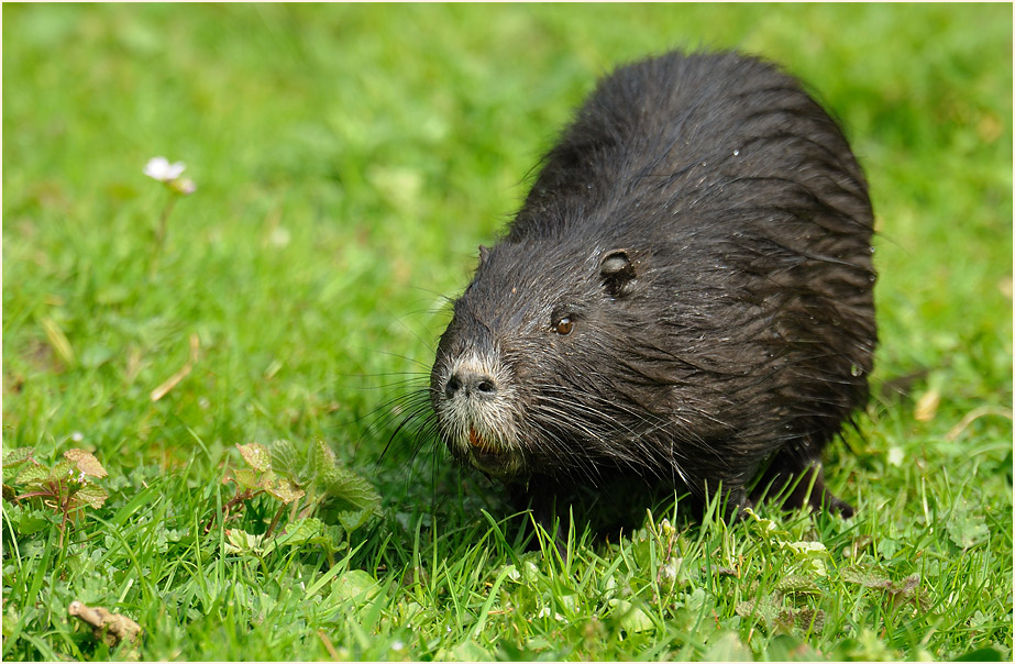 Nutria