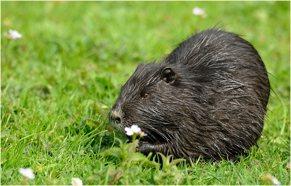Nutria