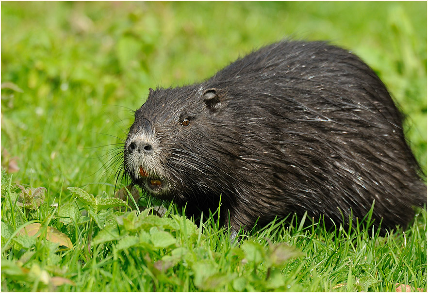 Nutria
