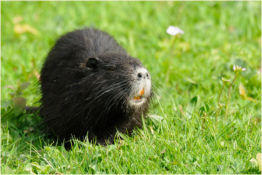 Nutria