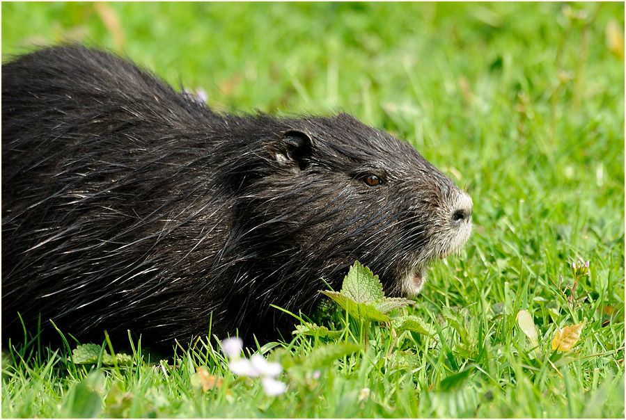 Nutria