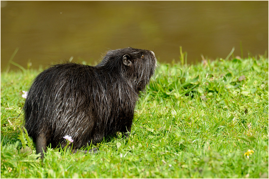 Nutria