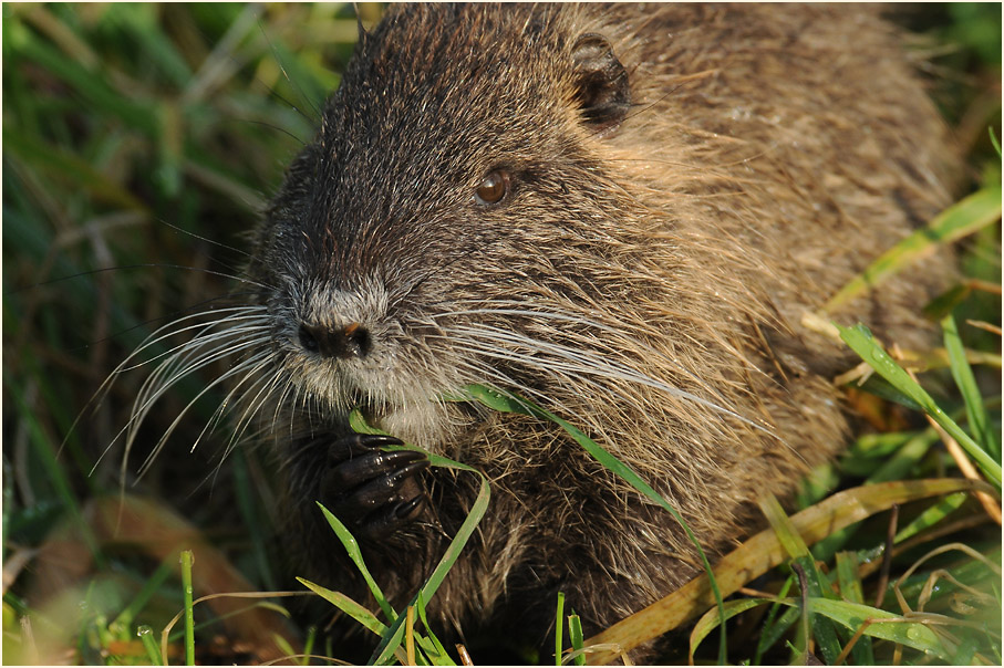 Nutria
