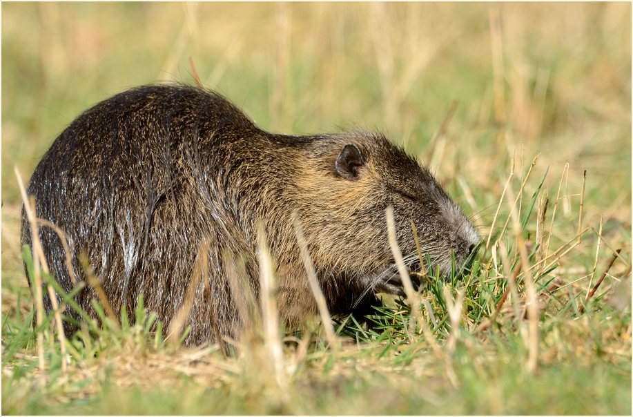 Nutria
