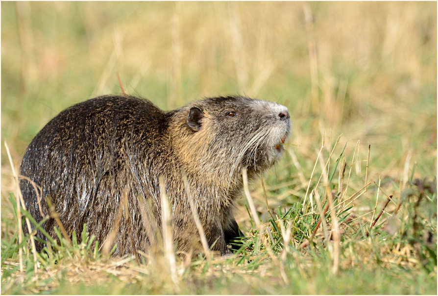 Nutria