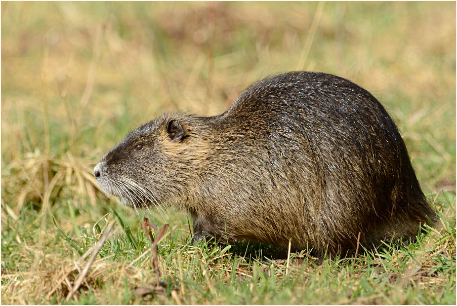 Nutria