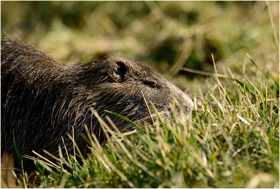 Nutria