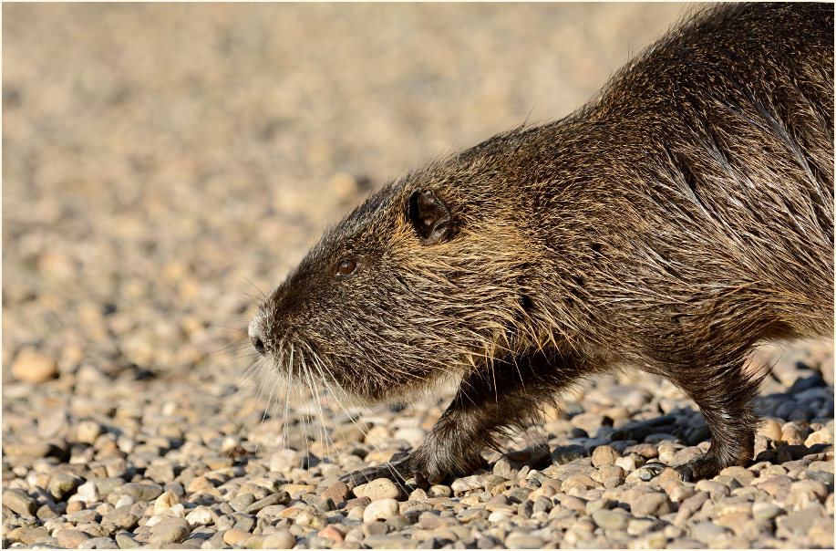 Nutria