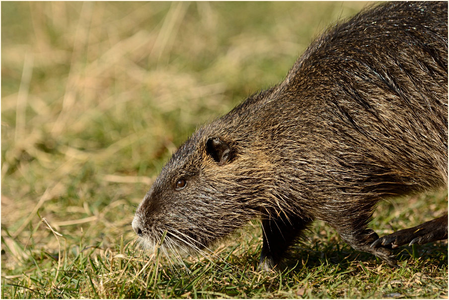 Nutria