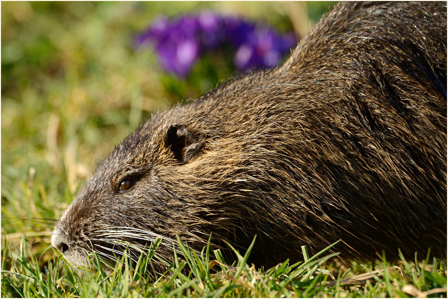 Nutria