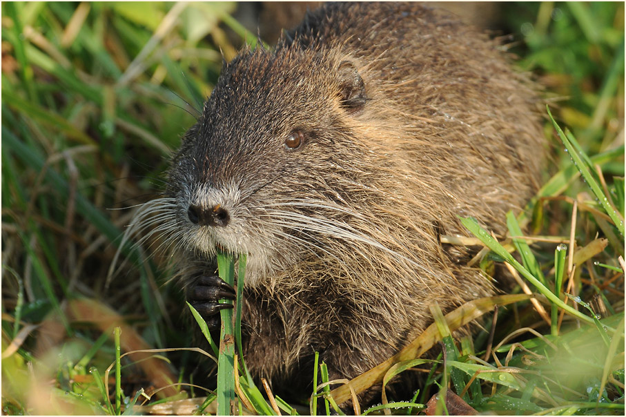 Nutria