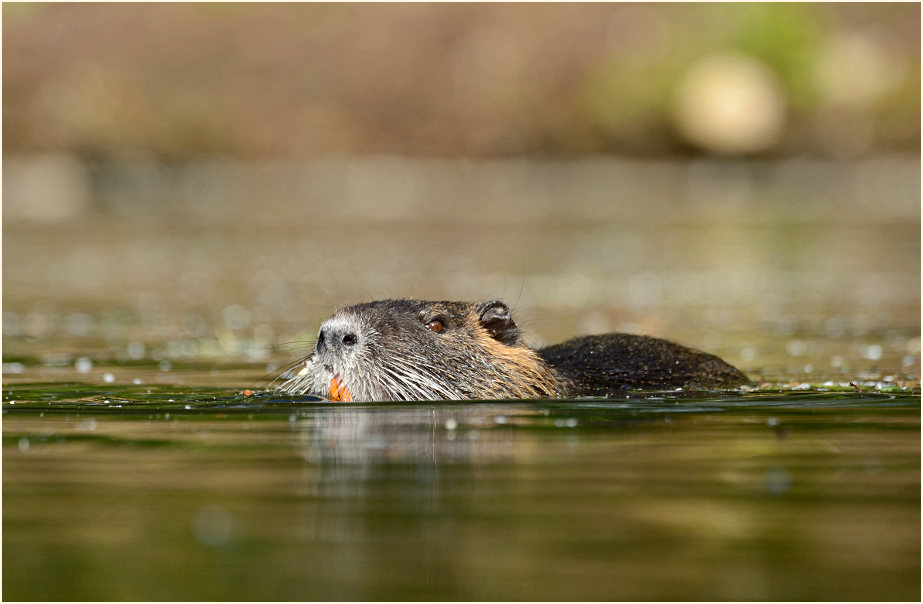 Nutria