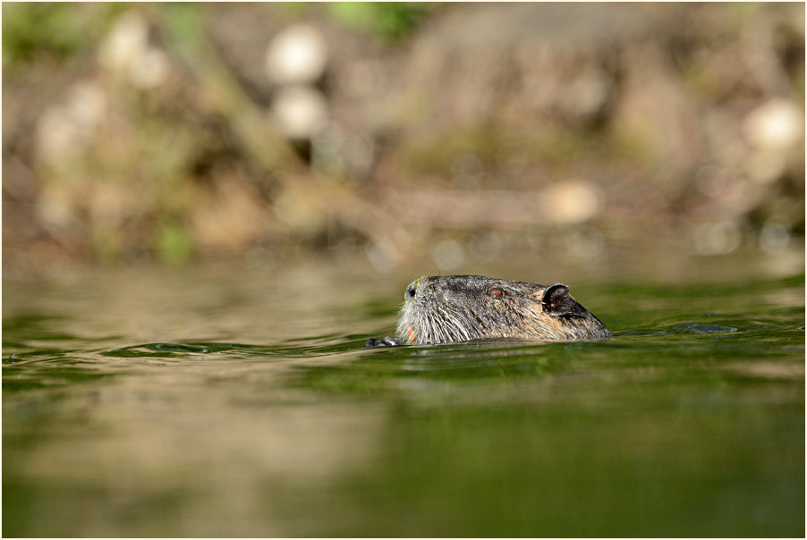 Nutria