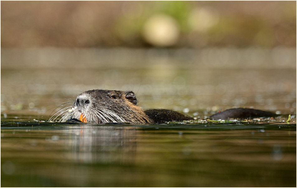 Nutria