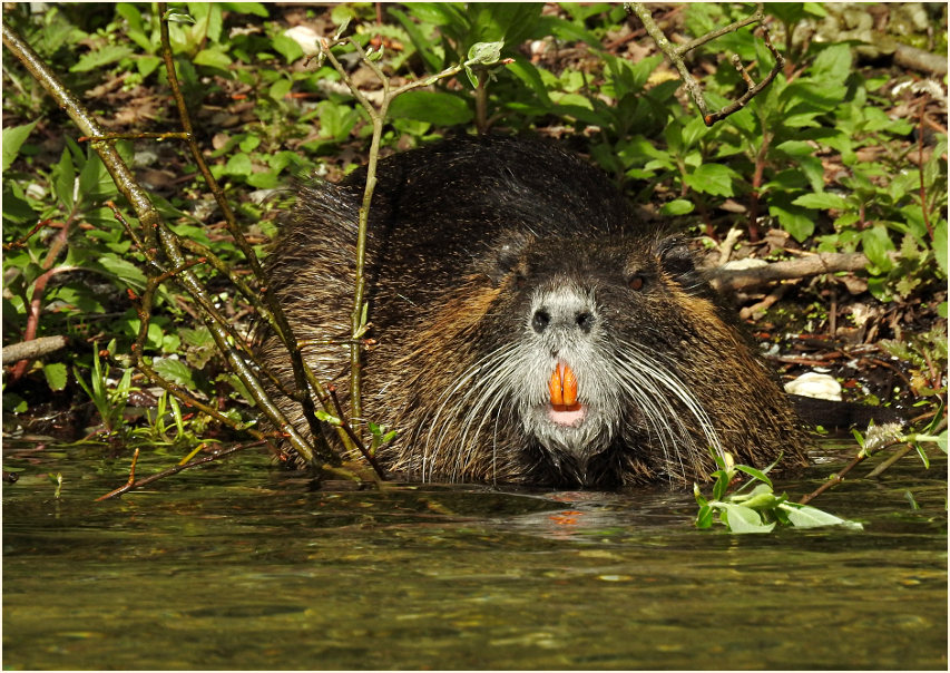 Nutria