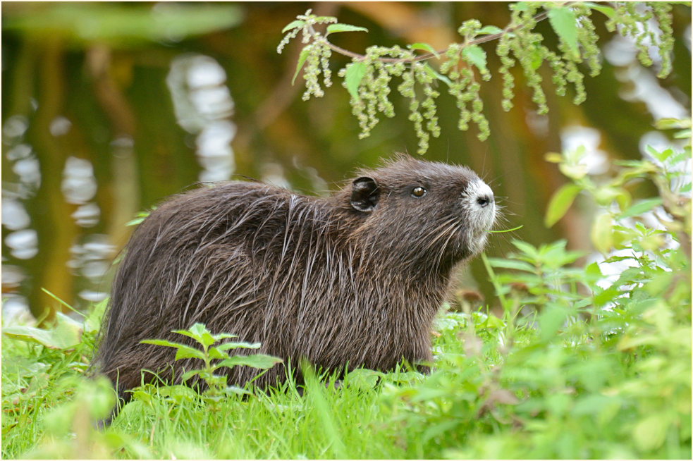 Nutria
