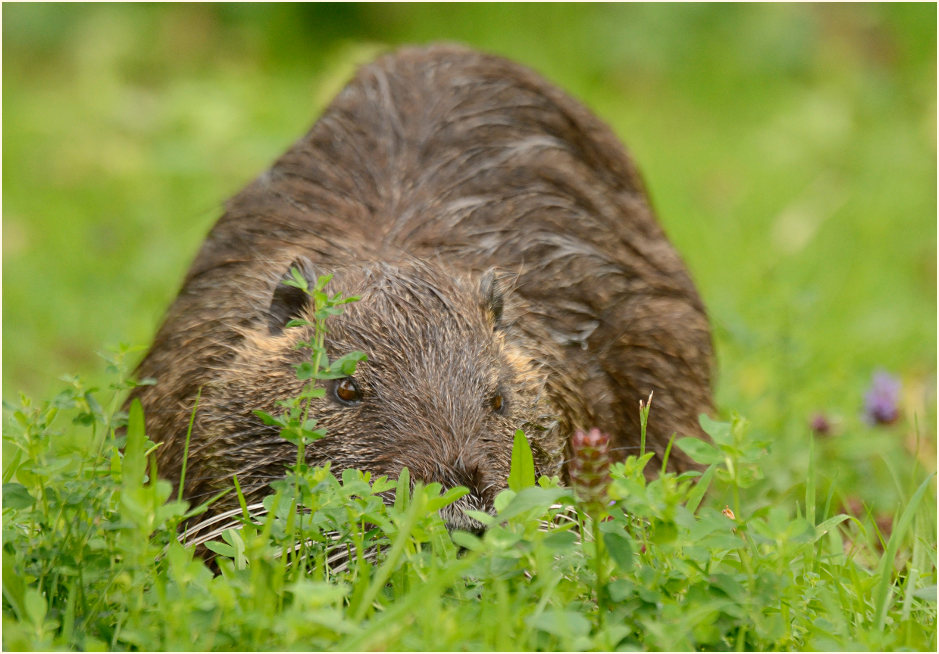 Nutria