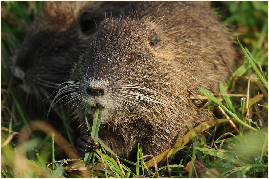 Nutria