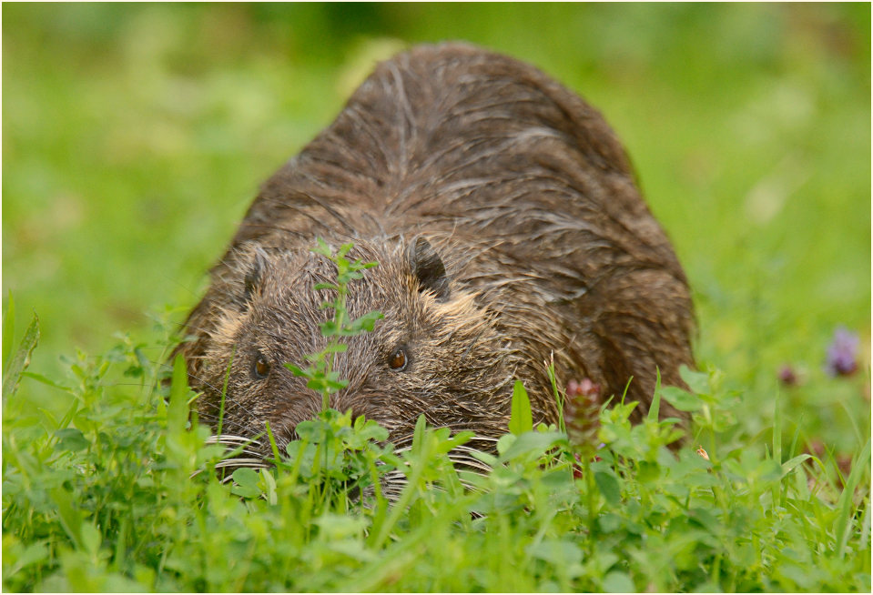 Nutria