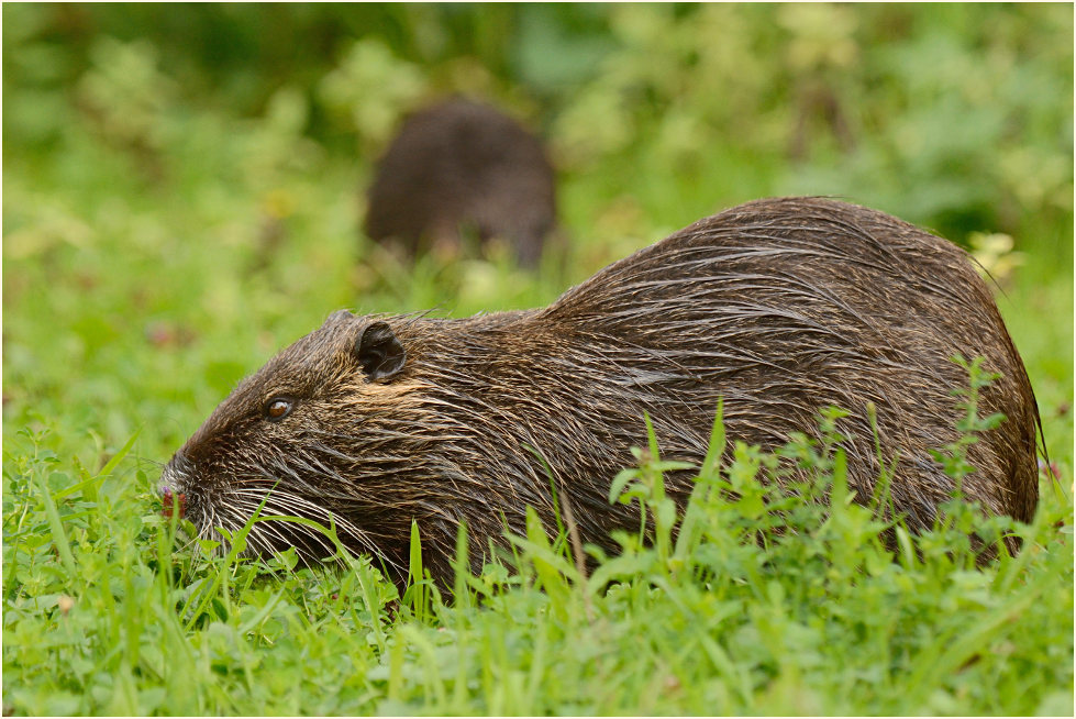Nutria