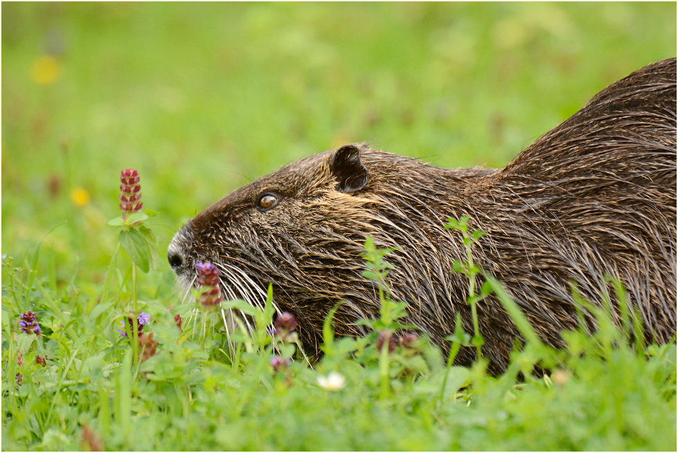 Nutria
