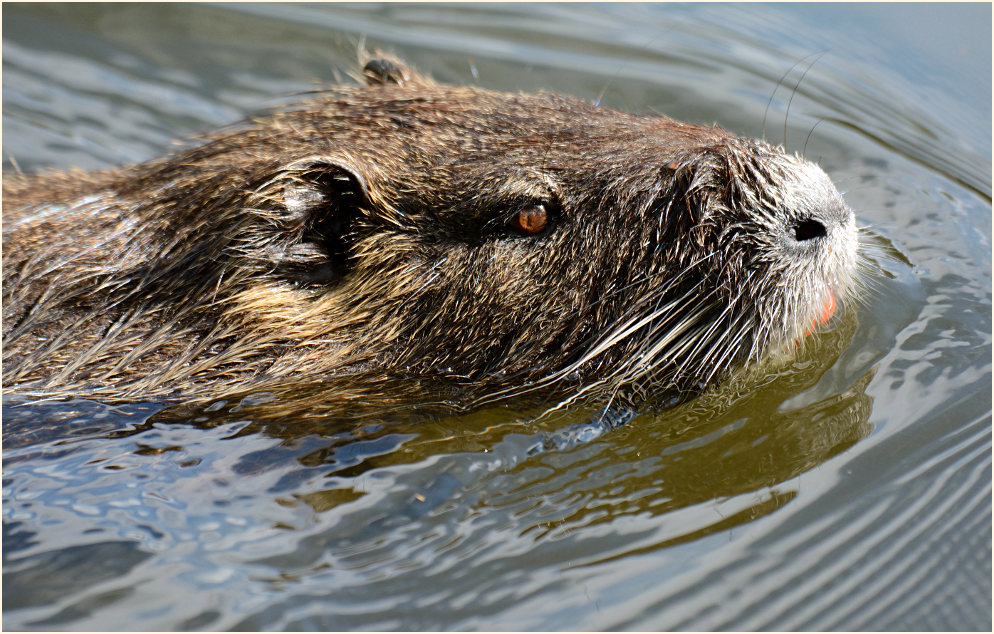 Nutria