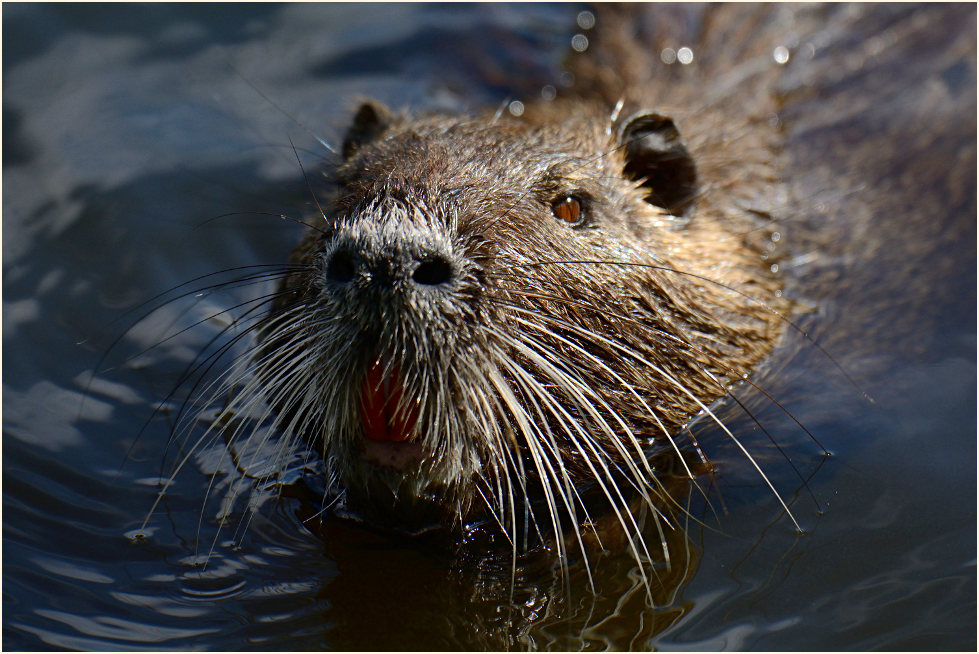 Nutria