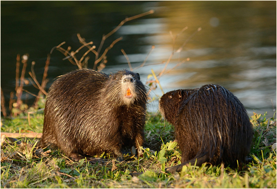 Nutria
