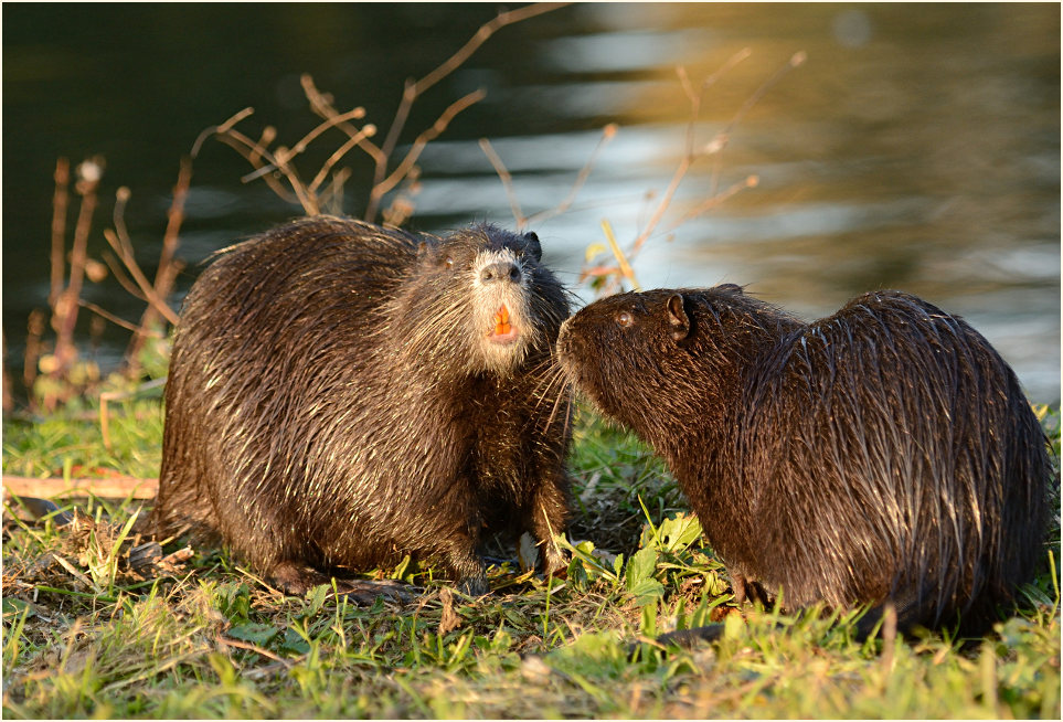 Nutria