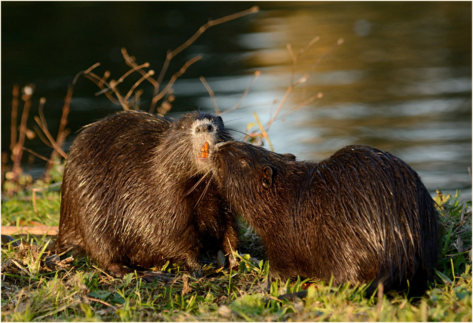 Nutria