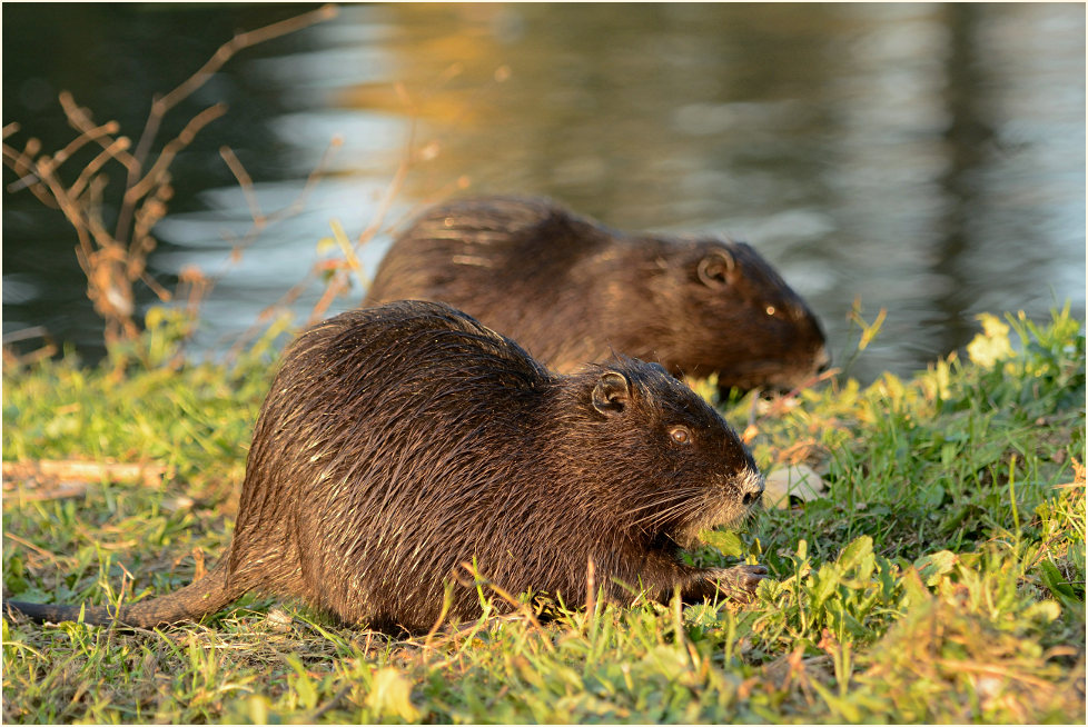 Nutria