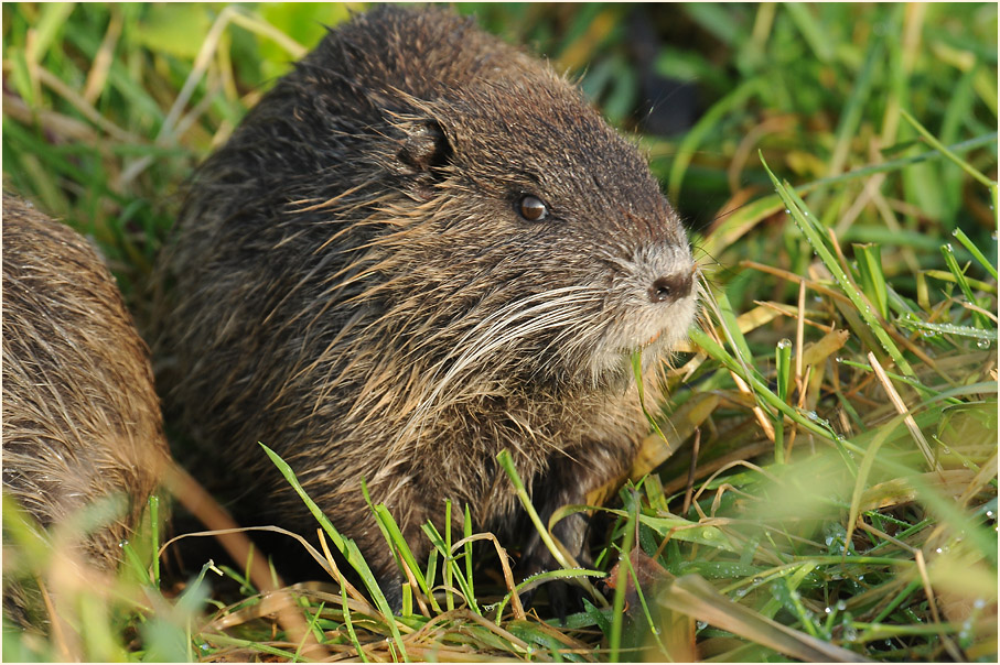 Nutria