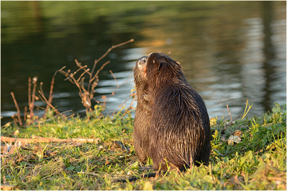 Nutria