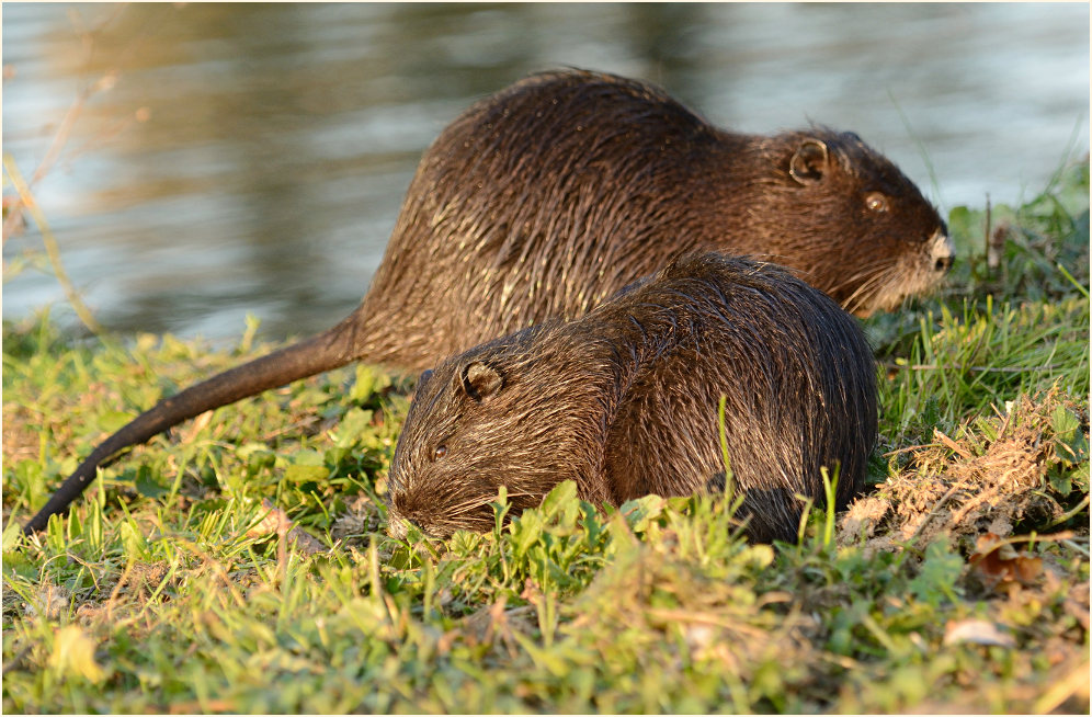 Nutria