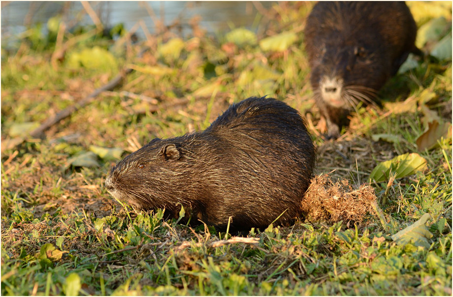 Nutria